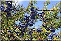 The blackthorn is full of sloes in Steventon