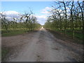 Avenue of Apples in HR6 0YE