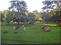 Fallow Deer in Bradgate Park - 1 in Newtown Linford