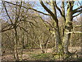 Oak and hazel woodland in Ladies' House Copse in SP11 7AN
