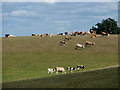 Grazing land near Kersey in Babergh District