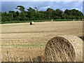 Straw bales, Sandydown in SO20 6HP