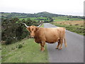 Highland cow stops the traffic, in Devon in PL19 9QB