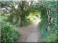 East Devon : Bench, Tree & Coast Path in EX9 6DG