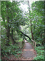 Path through Damgate Wood in NR13 3DY