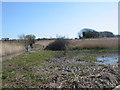 Reedbed, Radipole Lake Nature Reserve in DT4 7RA