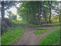 Path junction in Old Parks Farm Wood in LE65 1DP