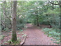 Footpath through the southern edge of Ebernoe Common in Ebernoe