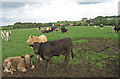 Cattle, near Benslie in KA13 7RF