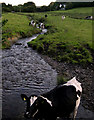 Cows graze the banks of Tawelan Brook in SA31 3QL