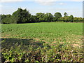 Field Near Busk Coppice in WR6 6HA