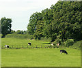 2009 : Cattle grazing in a field near Withybrook in BA3 5JH
