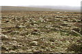 Racomitrium heath between Virda Field and Hill of Colvadale in ZE2 9UT