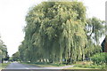 Willow trees beside the A4095 in OX18 2ST