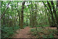 Tunbridge Wells Circular Path - Church Wood in TN11 0PS