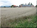 Wheat at Dalhousie Chesters in EH19 3QS