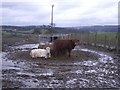 Cattle and mud in FK7 8HF