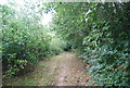 Tunbridge Wells Circular Path in overgrown orchards. in TN2 4JA