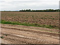 Ploughed Field Near Ivington in HR6 0JJ