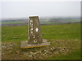 Carse Bank trig in DD8 3PG