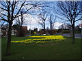 Daffodils and trees, Gravel Hill Close, Bexley, Kent in DA6 7NR
