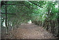 Tunbridge Wells Circular Path passes through an avenue of trees, Pembury in TN2 4PD
