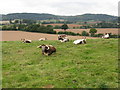 Cattle Near Lowerhouse Farm in WR6 6UT