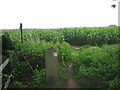 Into the maize in TA21 0AZ