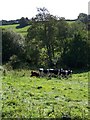 Cattle, Nadder Valley in SP3 6NR