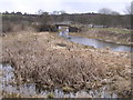 Monkland Canal with Bulrushes in ML6 9RE