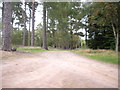 Track junction in Perciemuir Wood in AB31 6PF