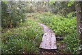 Footbridge in Birch Wood (1) in TN17 3NT