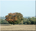 2009 : Horse chestnut tree near Codrington in BS37 8RH