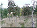 Recently planted mixed hardwood forest in PH10 7NP
