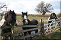 Horses on West Cross Lane, near Mountsorrel in LE7 7RR