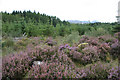 Leanachan Forest in PH33 6SQ