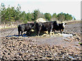 Cattle in the brown stuff in TS29 6NP