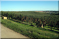Apple Orchards at Nickle Farm in CT4 7LR