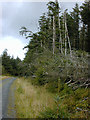 Forestry windfell on Mynydd y Groes in SY18 6PT