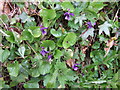 Violets in Devon Hedgerow in PL8 2JX