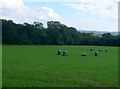 Field and Bales near Lower Strode in DT6 5JF