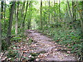 Path, Eggerslack Wood in LA11 6ER