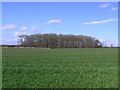 Copse: near Back Lane in Heighington & Coniscliffe Ward