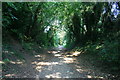 Wooded section of the trailway in DT11 7SH