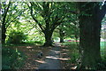 Path through the trees in DT11 7SH