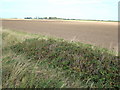Blackberries in a dyke, north of Terrington St Clement in PE34 4JJ