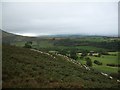Sheep grazing land below Hay Bluff: the morning rush hour (1) in Llanigon Community