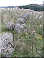 Dry stone wall between thistles in PH10 7NY