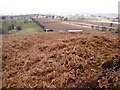 Looking NW from the Bracken Covered Slope Known as Hob's Mill in Callaly