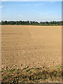 A newly drilled field in late September in Somerleyton, Ashby and Herringfleet